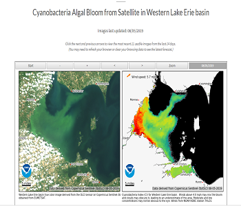 Cyanobacteria Algal Bloom preview