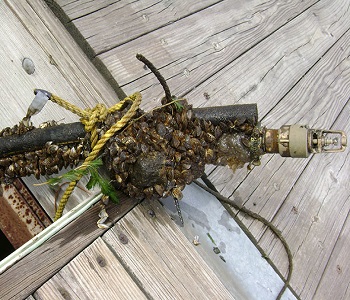 Photo of invasive species