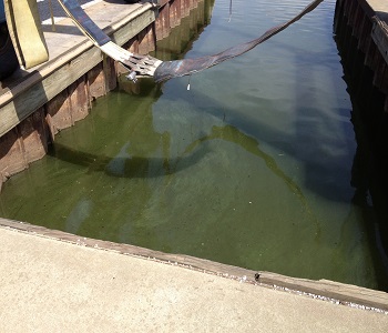Photo of green colored water